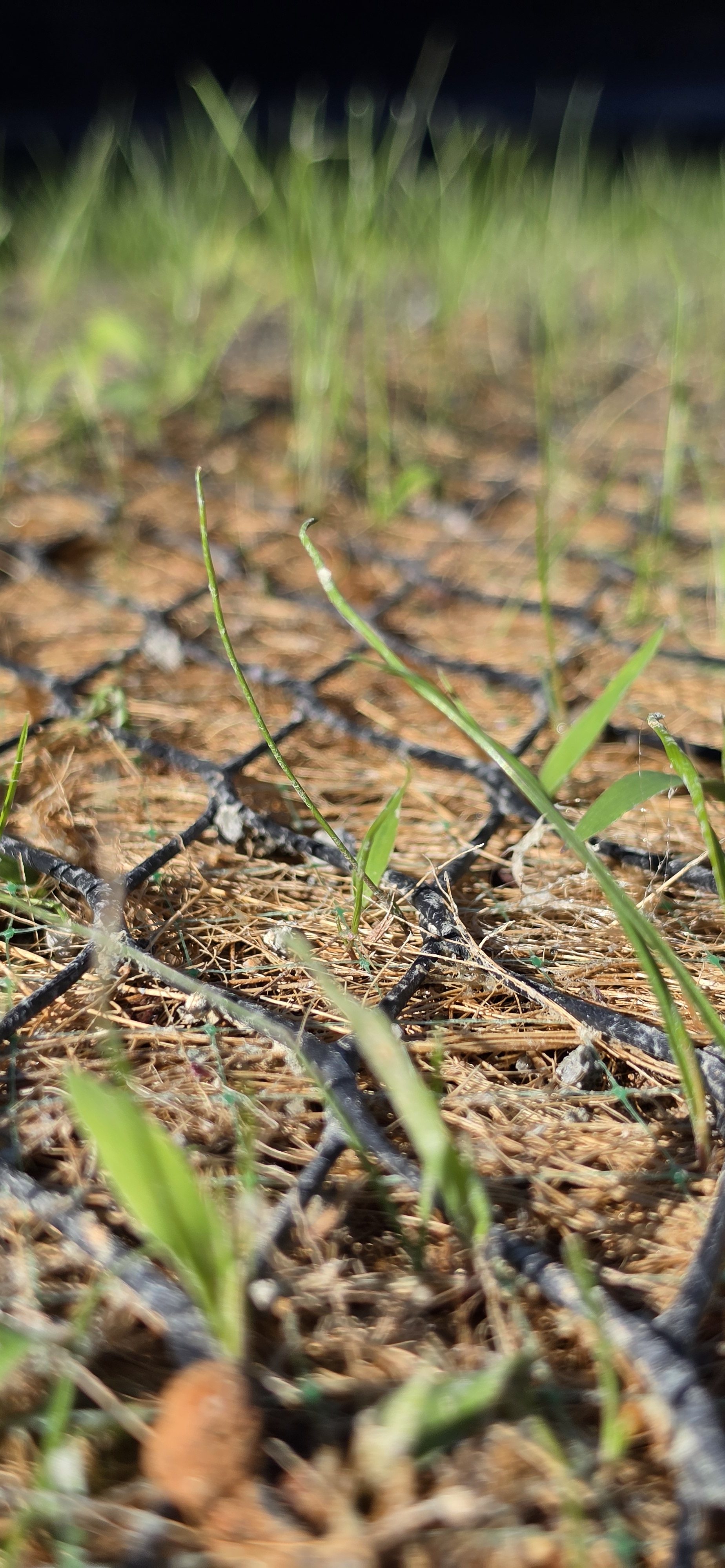 Detalhe real da malha de alta densidade com a vegetação crescendo através das aberturas