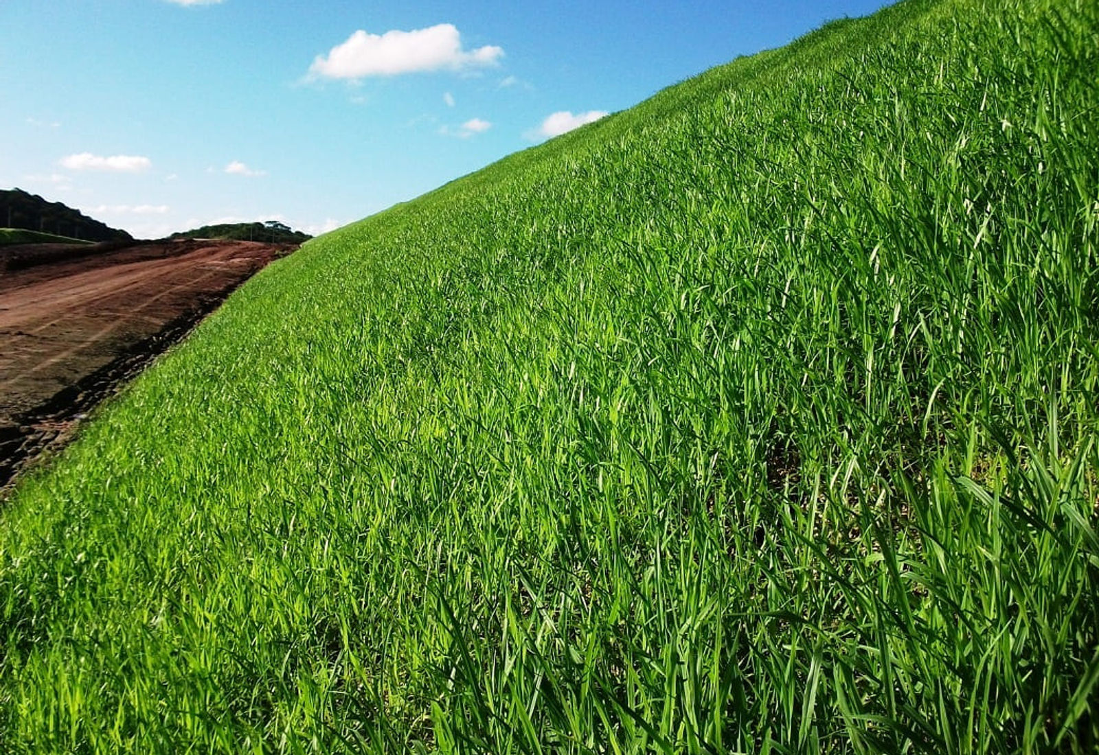 Talude de rodovia totalmente revegetado em obra executada pela MASSI